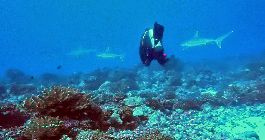 Niveau 2 & Rescue diver