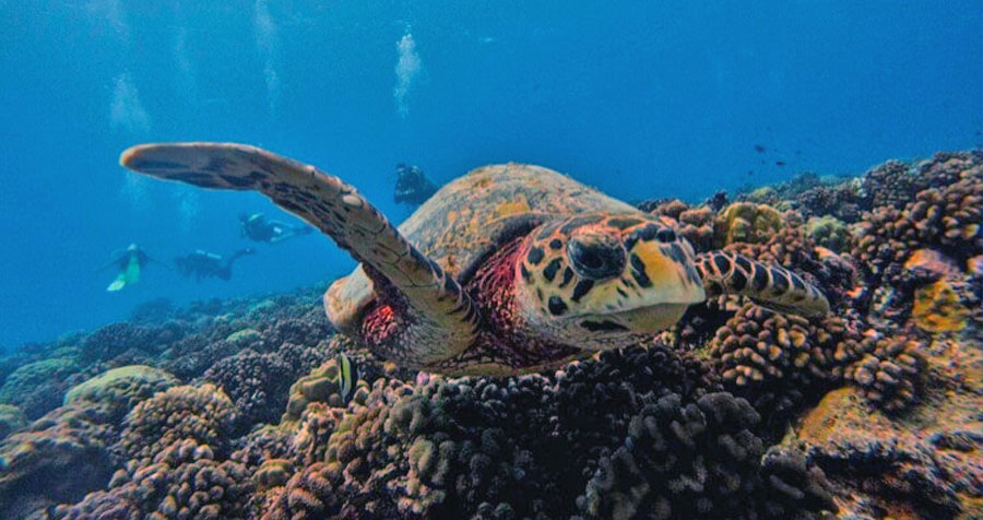 Baptême dans la passe Tuheiava