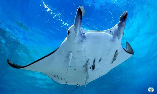 rmd photo raie manta 2