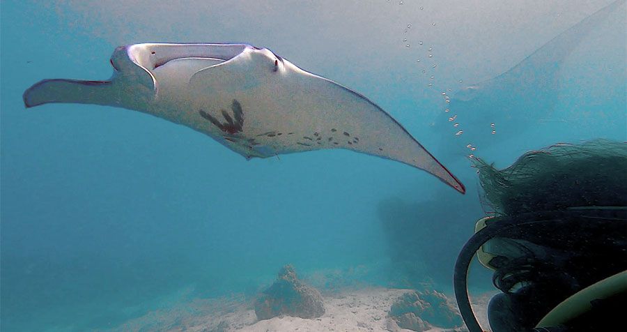 Baptême avec les Raies Manta