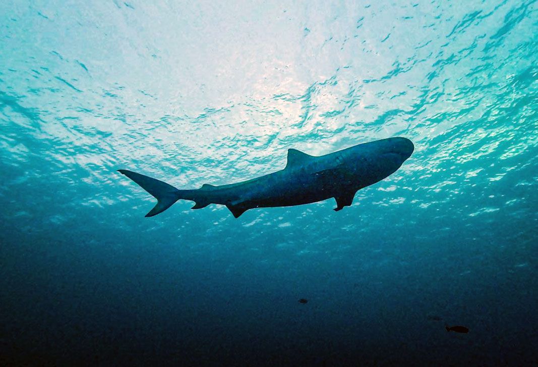 Snorkeling Tour de Tikehau