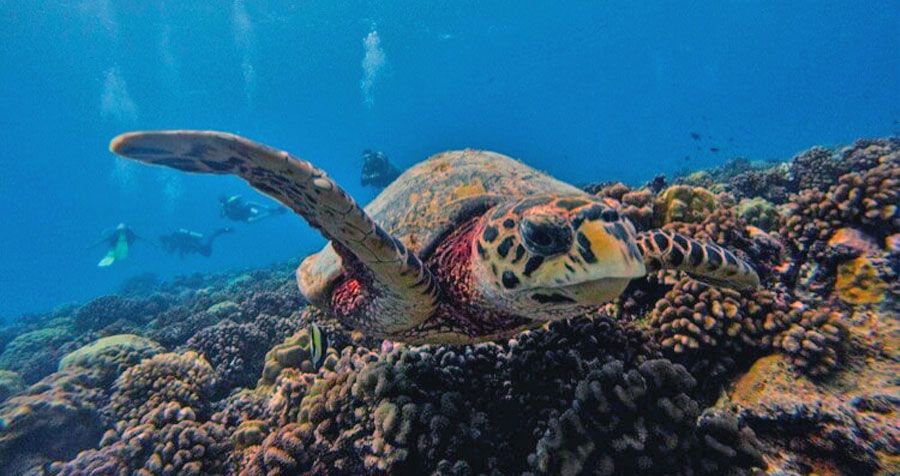 Baptême dans la passe Tuheiava